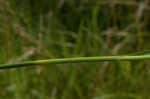 Rufous bulrush